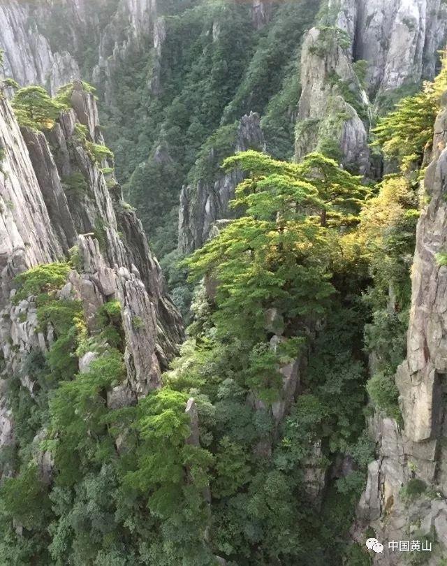 逃离幽灵之林